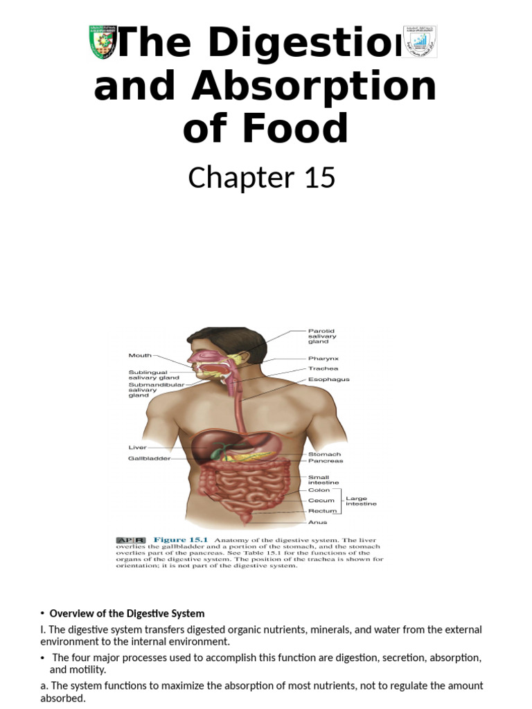 Chapter 15 the Digestion and Absorption of Food | PDF | Stomach | Digestion
