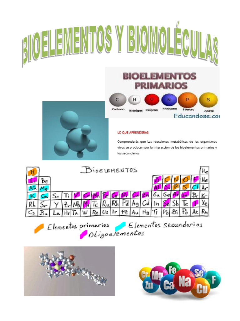 Cartilla Bioelementos 5 | PDF | Biomoléculas | Carbohidratos