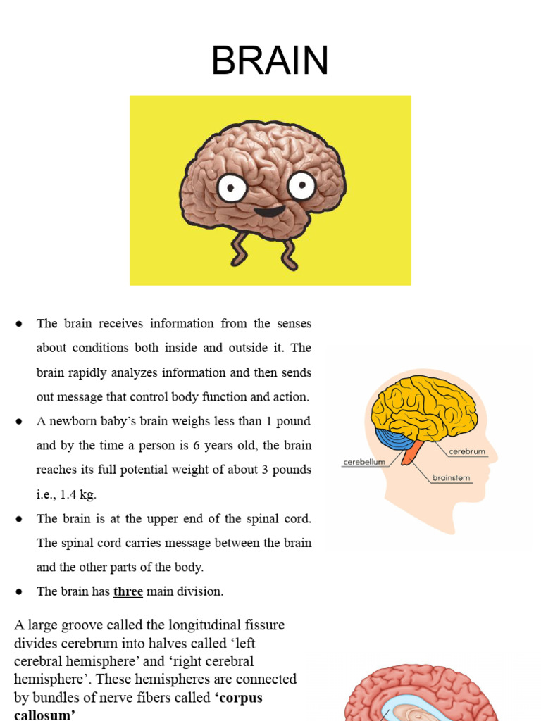 Brain Revision Notes | PDF