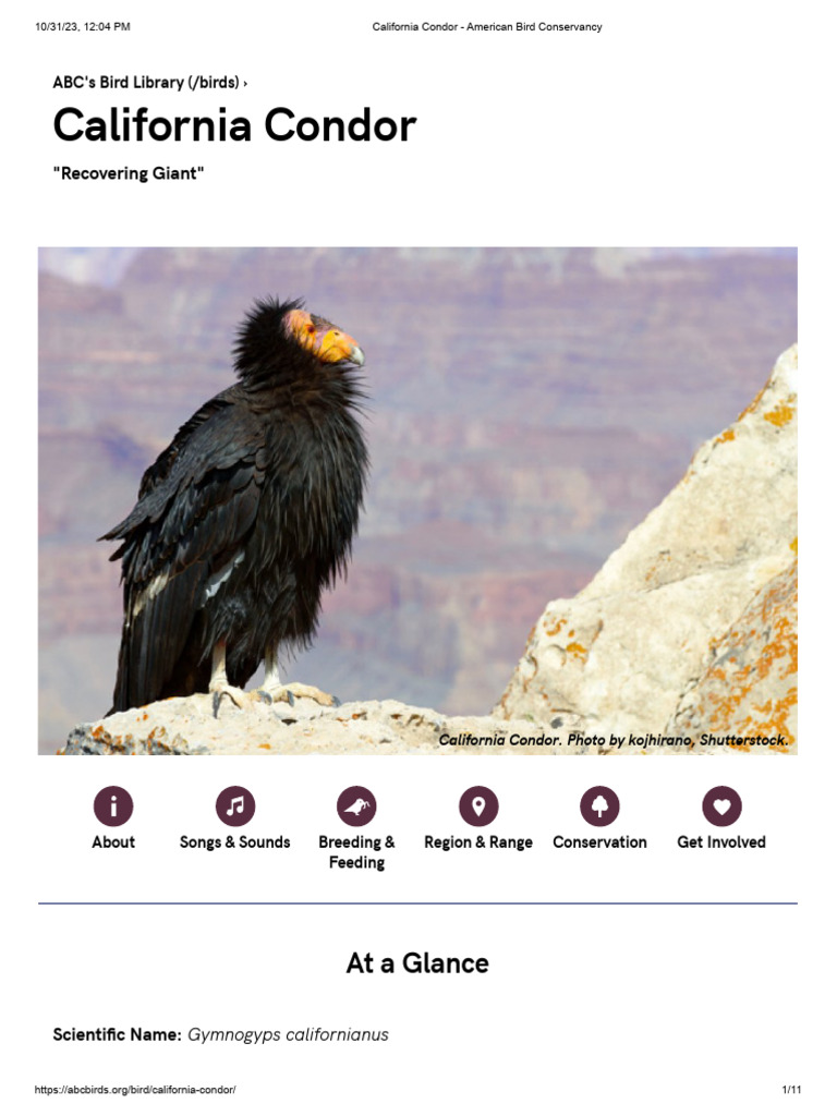 California Condor - American Bird Conservancy | PDF | Birds | Zoology