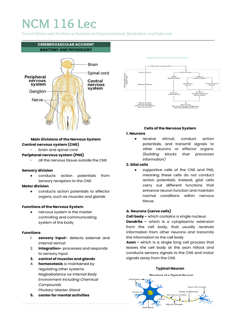 Cerebrovascular Accident Cva Complete | PDF