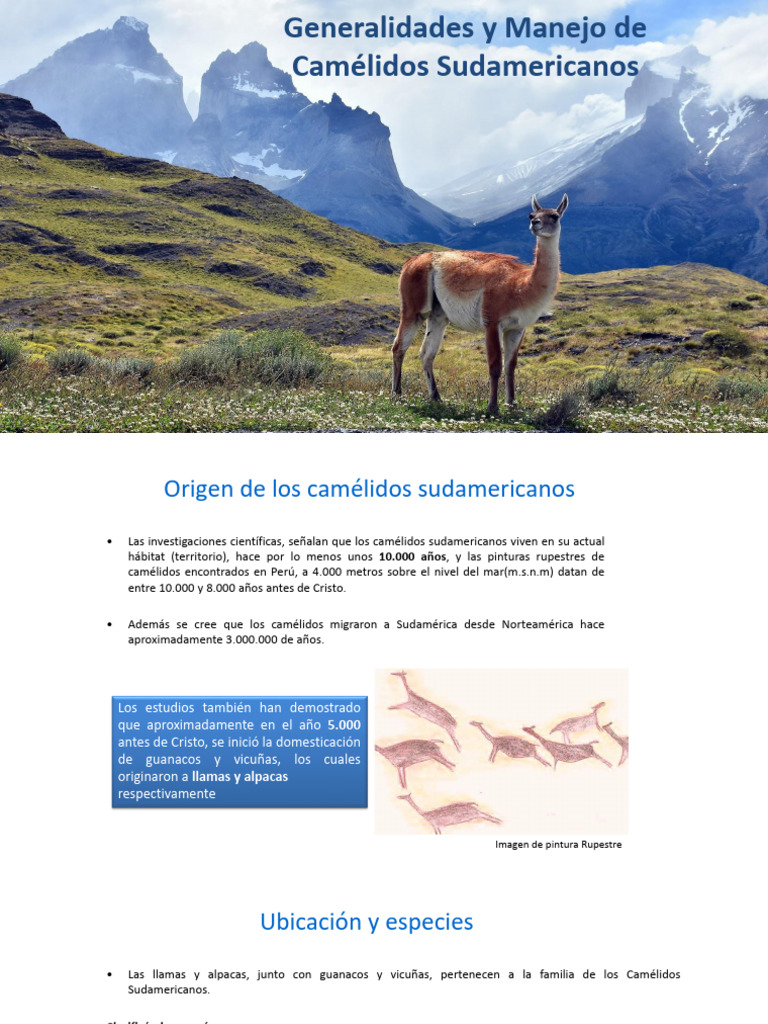Generalidades y Manejo de Camélidos Sudamericanos | PDF