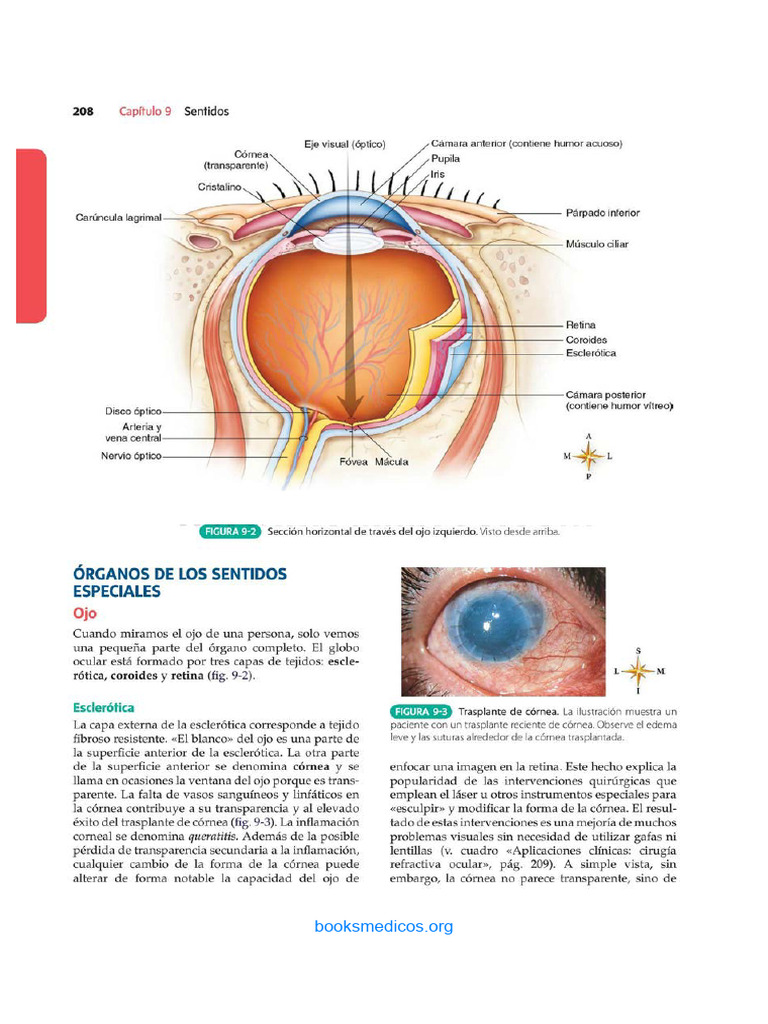 Estructura y Funcion Del Cuerpo Humano Ojo y Visión. | PDF