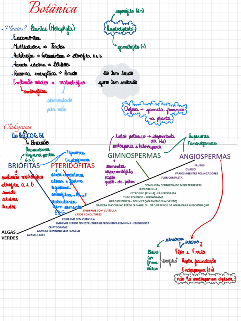 Bio - Botânica | PDF