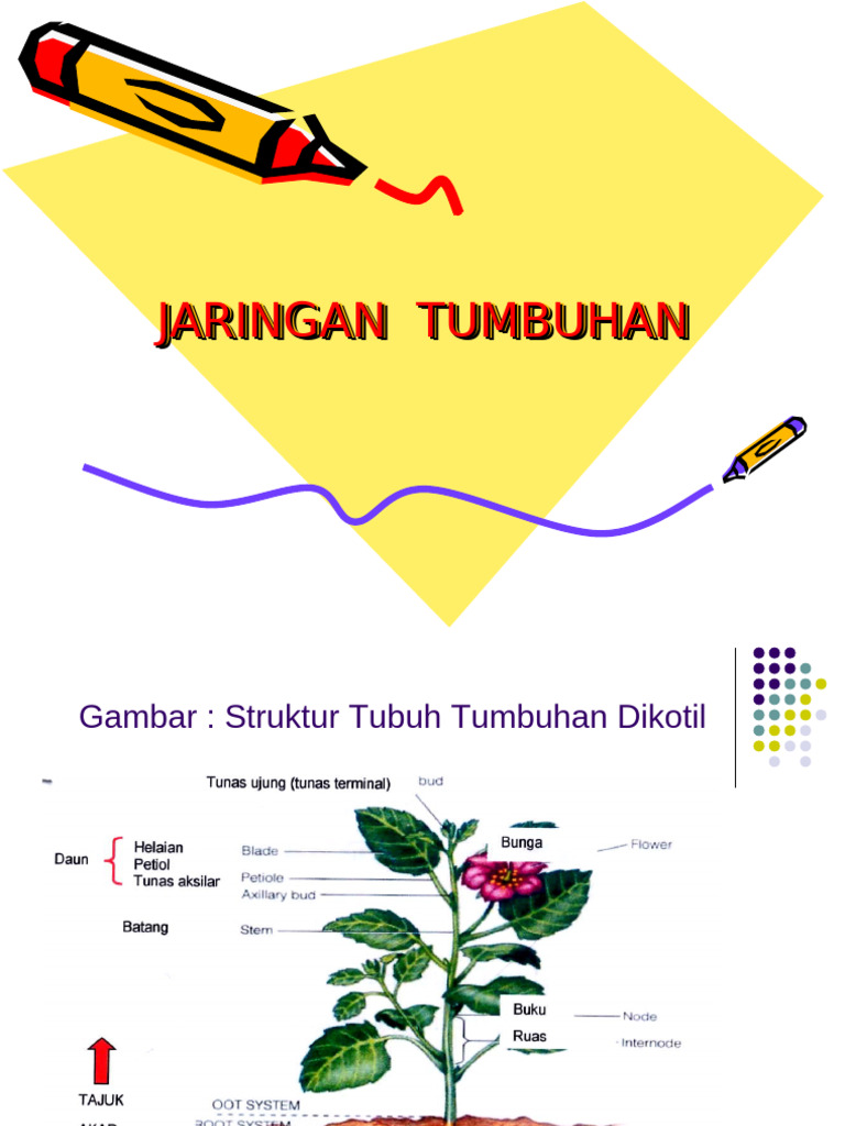 STRUKTUR_TUMBUHAN | PDF