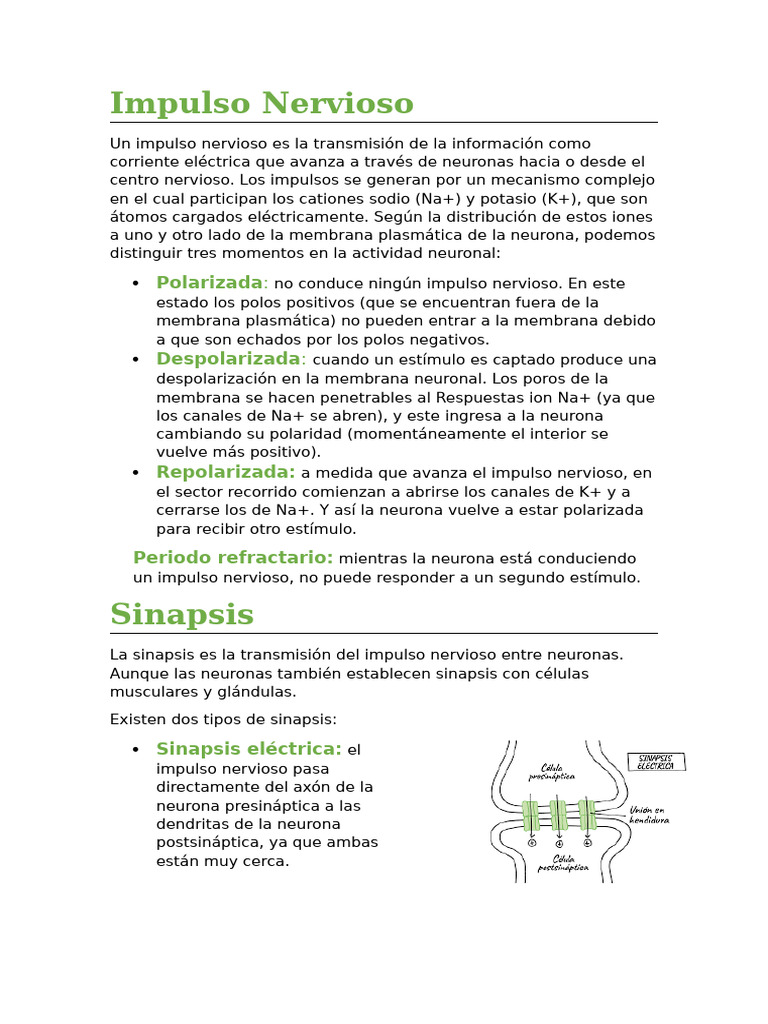 Impulso Nervioso y Funciones Cerebrales | PDF | Sinapsis | Potencial de ...