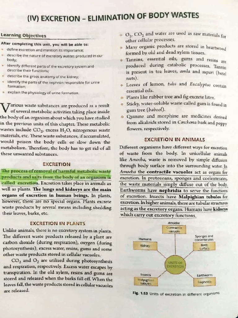 Excretion Pdf