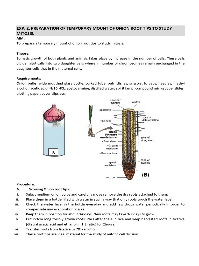 Expt 2 .Temporary Mount of Onion Root Tip | PDF