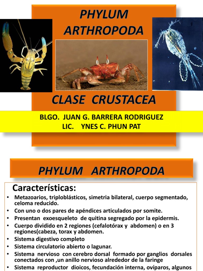 Artropodos - Crustacea | Crustáceo | Artrópodos