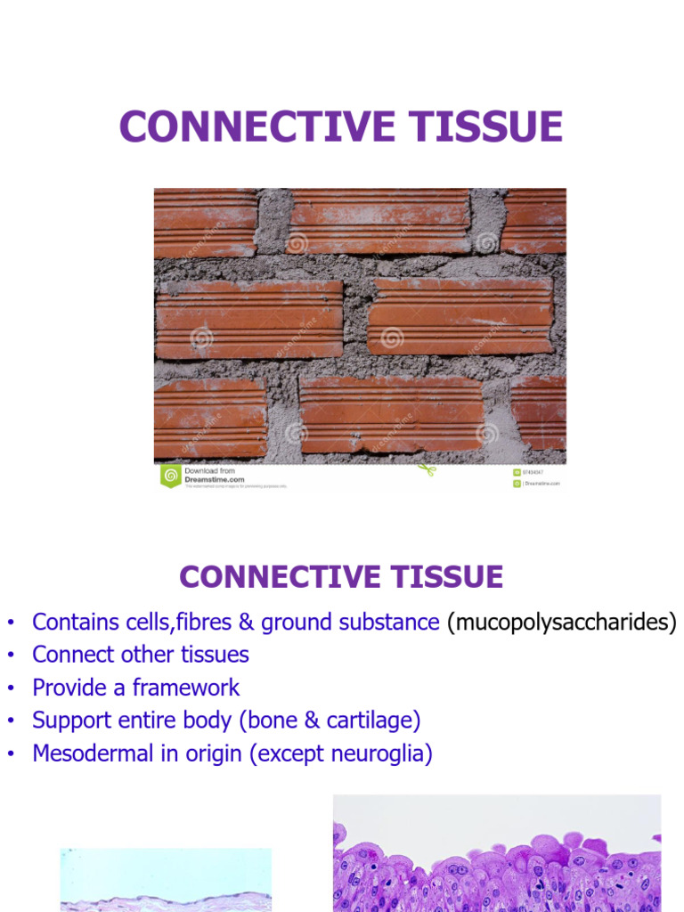 Connective Tissue of Body | PDF | Connective Tissue | Anatomy