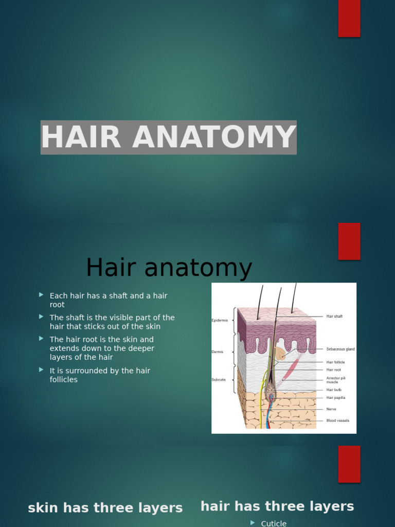 Hair Anatomy 9 | PDF