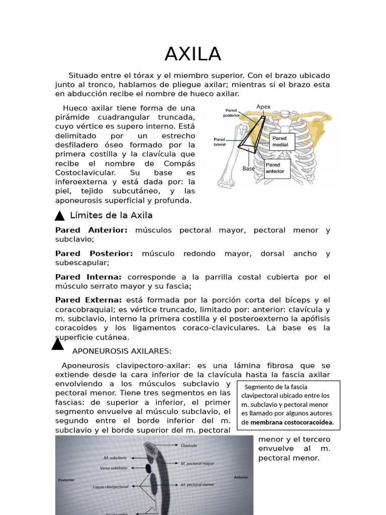 AXILA | PDF