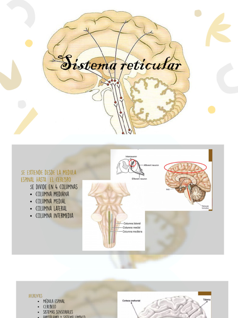 Sistema Reticular 2 | PDF