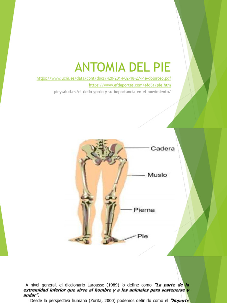 ANTOMIA DEL PIE Al | PDF | Pie | Sistema musculoesquelético