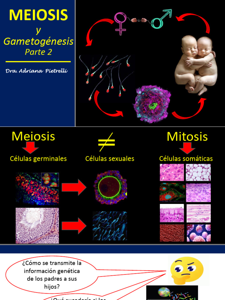 MEIOSIS Y GAMETOGÉNESIS-Parte 2 | PDF