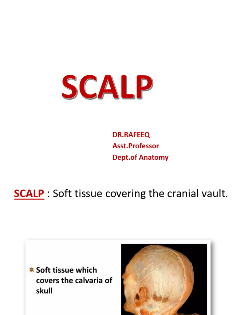 Anatomy and Blood Supply of the Scalp | PDF