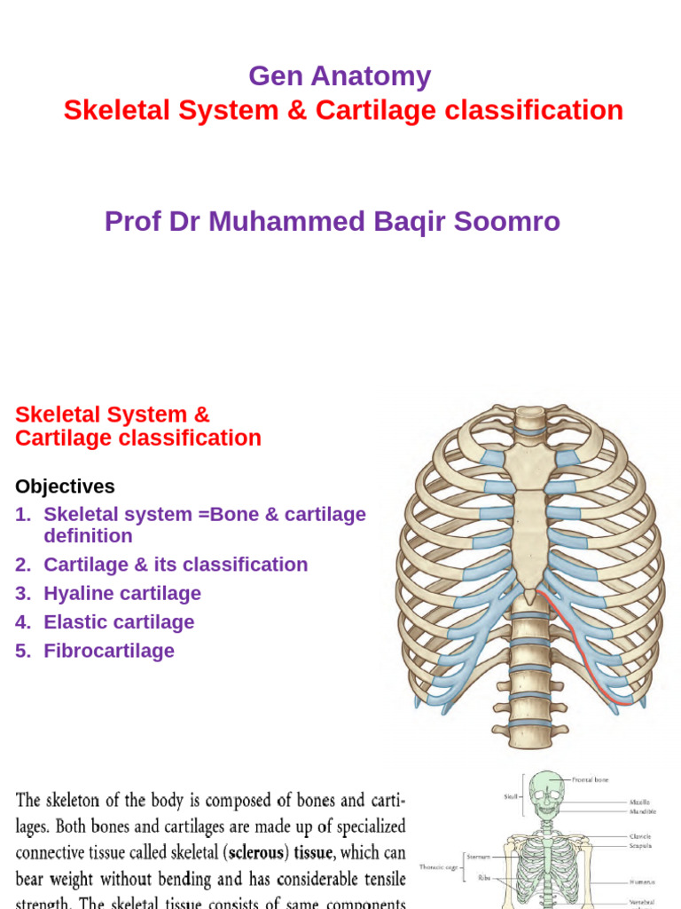 GA. 2024. Skeletal System & Cartilage Classification SL 36 DR Baqir | PDF