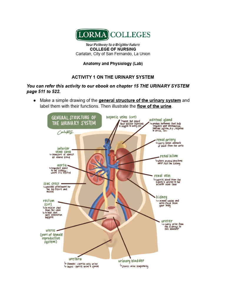 Activity 1-Urinary System Draw and Illustrate (NACAR, BSN-I Lydia Hall ...
