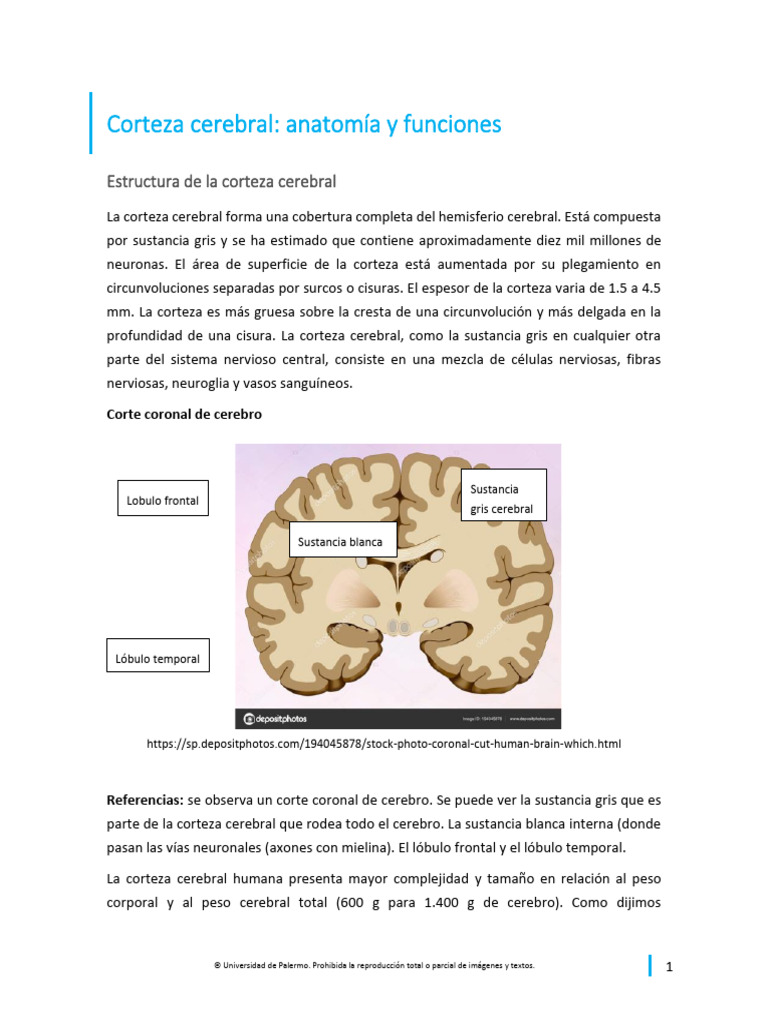 0263 APU CortezaCerebralAnatomiaYFunciones 201Q v1-1 | PDF