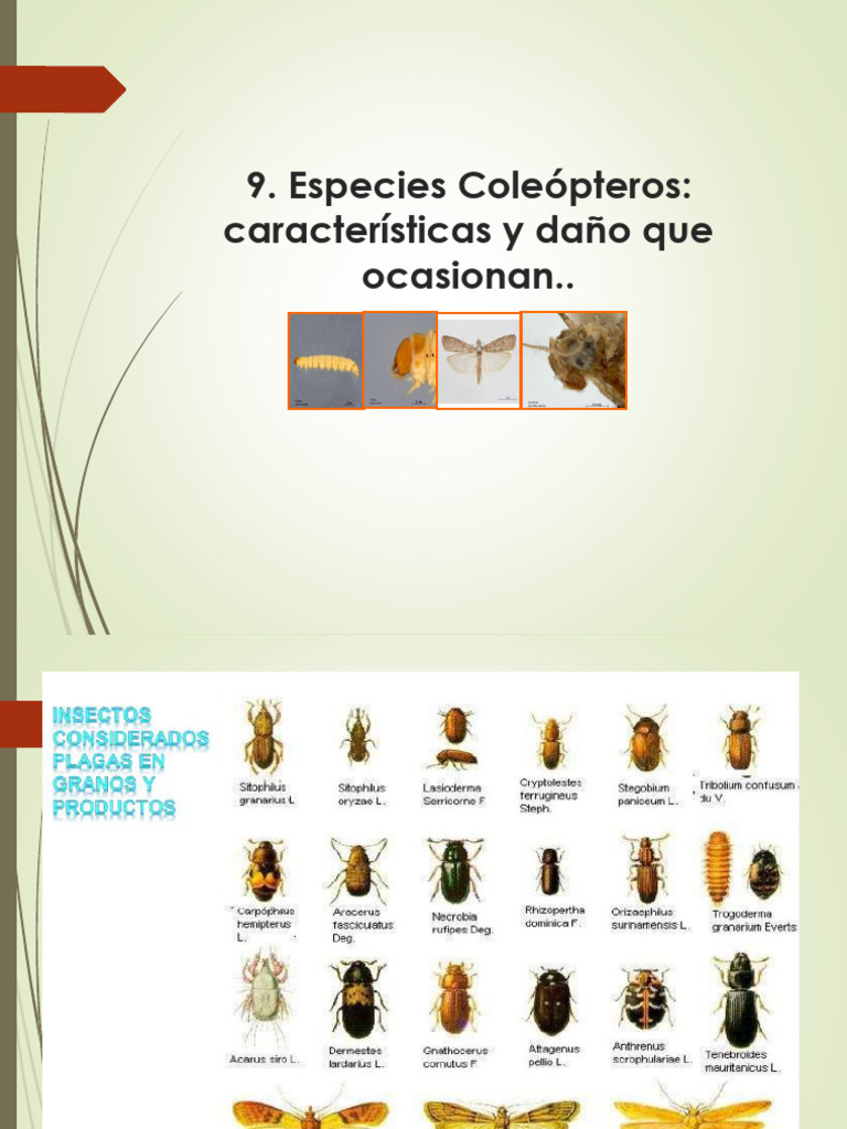 Especies Coleópteros Características y Daño Que Ocasionan. - Alejandra ...