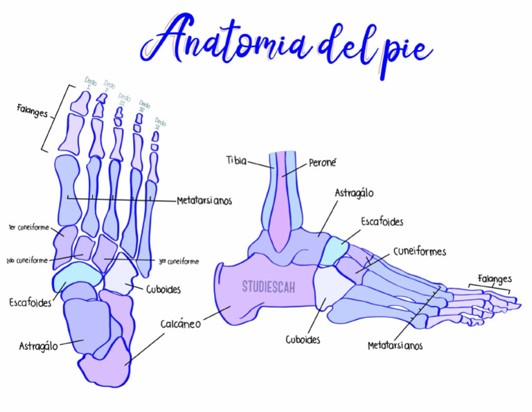 Anatomía Del Pie | PDF