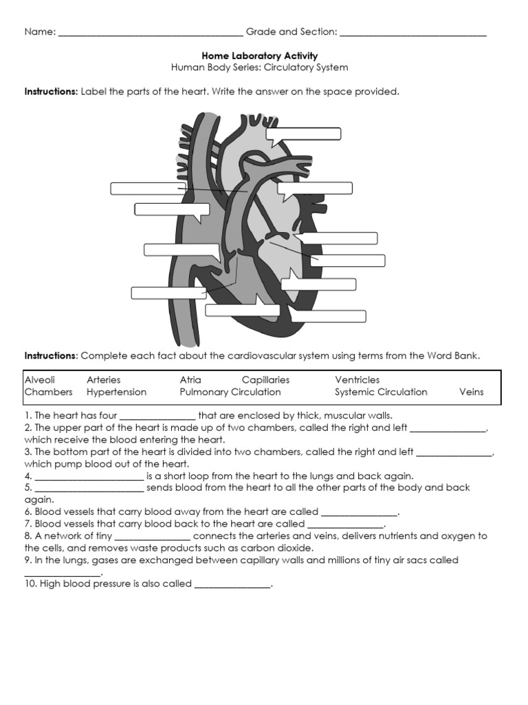 Circulatory System | PDF