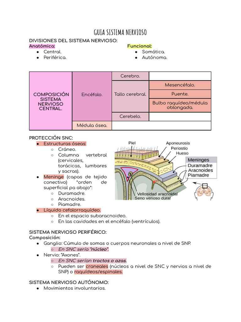 Guía Completa del Sistema Nervioso | PDF | Sinapsis | Neurona