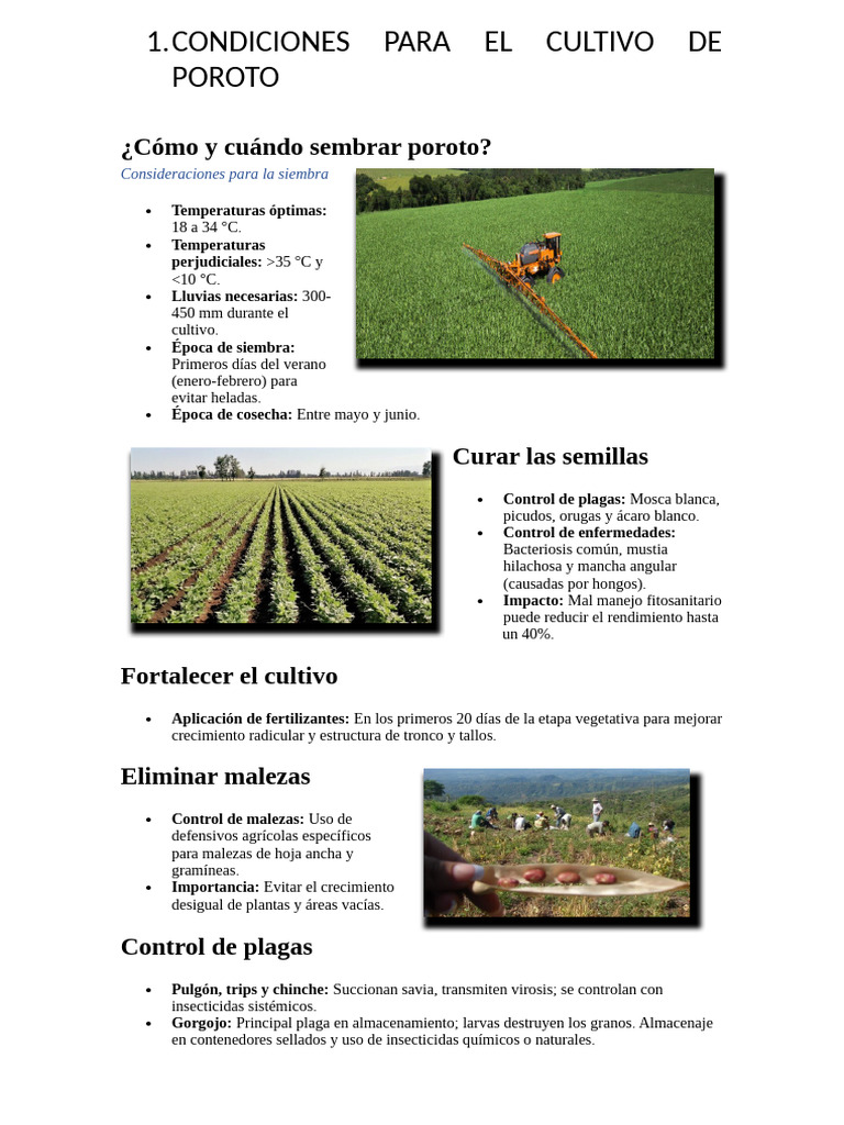 cultivo-del-poroto-1-pdf