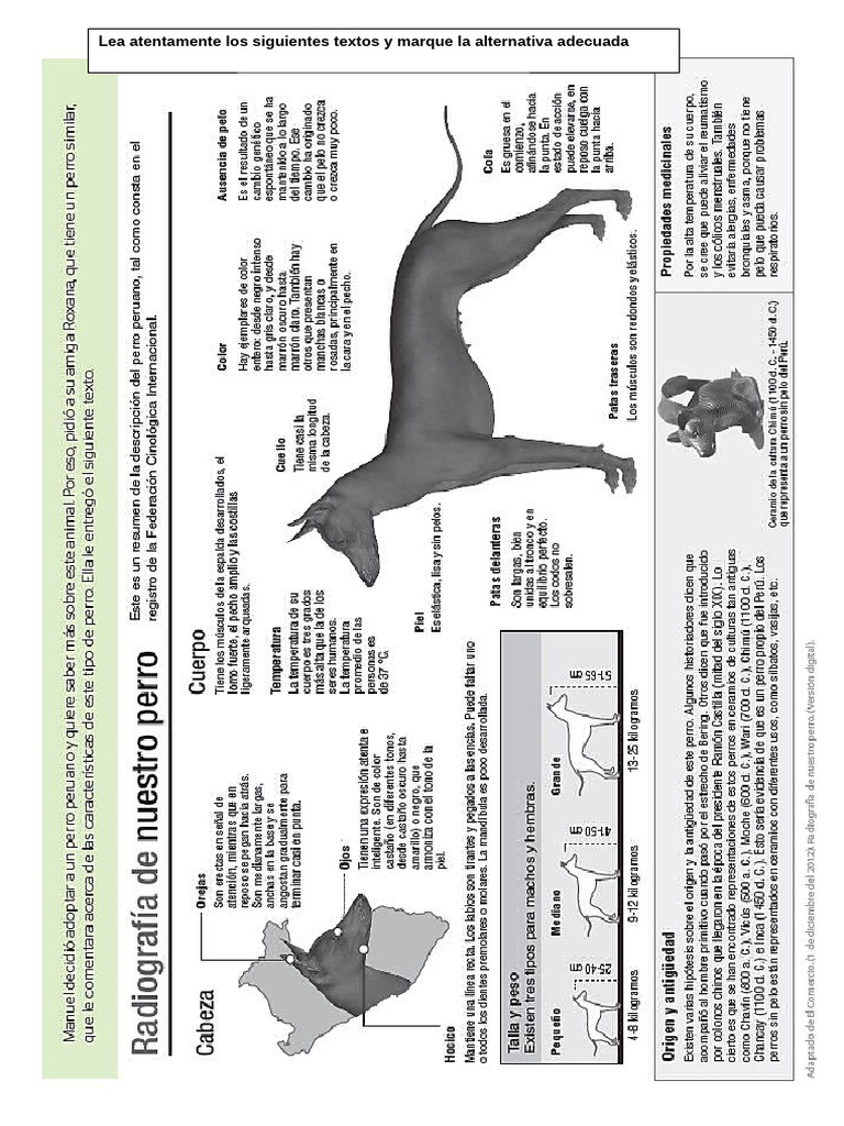 Preguntas sobre el perro peruano sin pelo | PDF | Artes del Lenguaje y ...