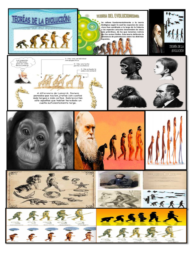 Imagenes de La Evolucion Del Hombre | PDF