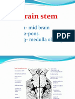 Brain Stem: 1-Mid Brain 2-Pons. 3 - Medulla Oblongata