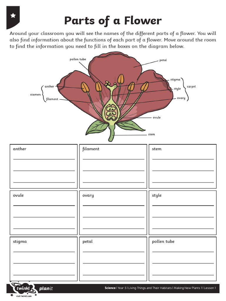 activity-sheet-parts-of-a-flower-pdf