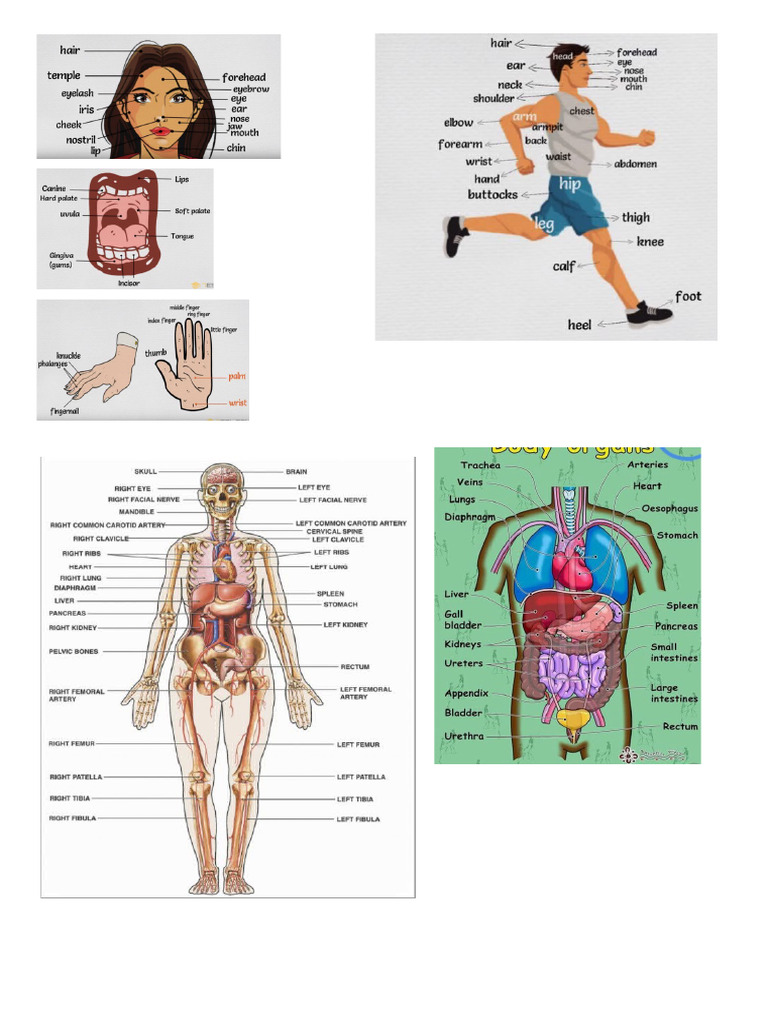 Parts of The Body | PDF