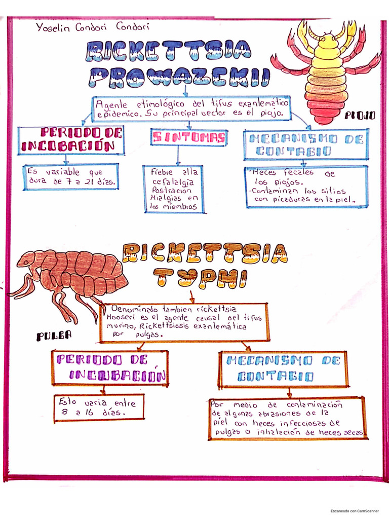 Vichos | PDF