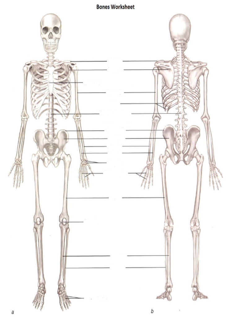 Skeletal System - Blank | PDF