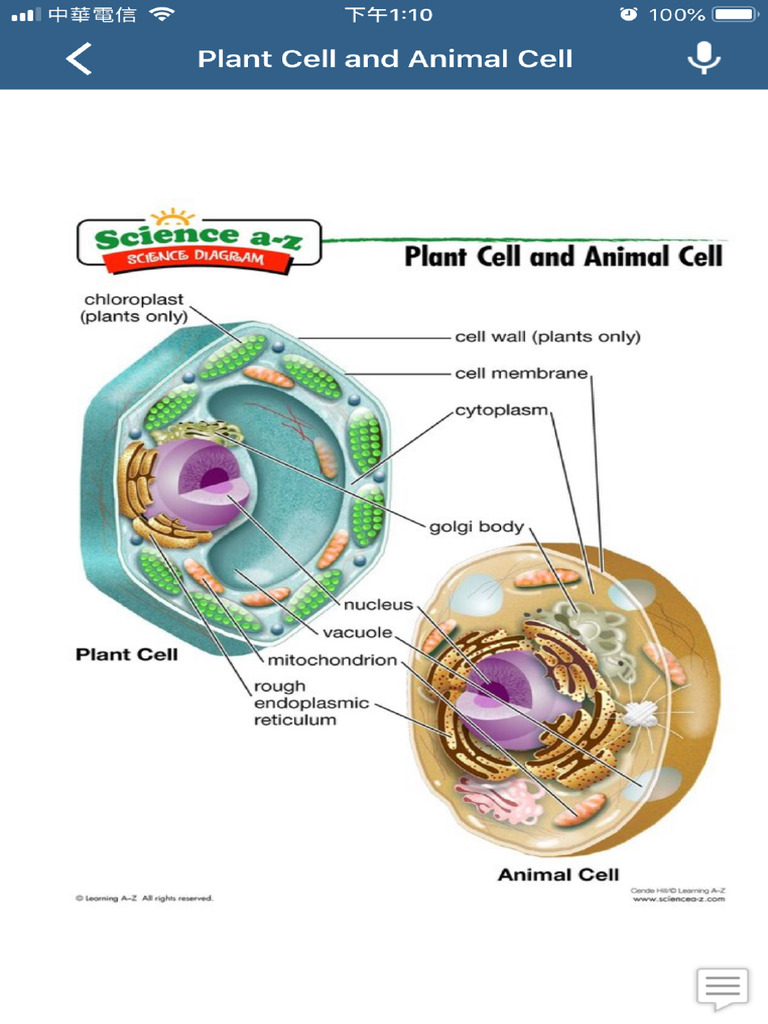 Science - Plant Cell and Animal Cell | PDF