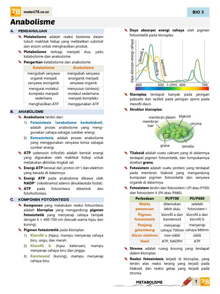 Anabolisme dan Fotosintesis dalam Metabolisme | PDF | Science ...