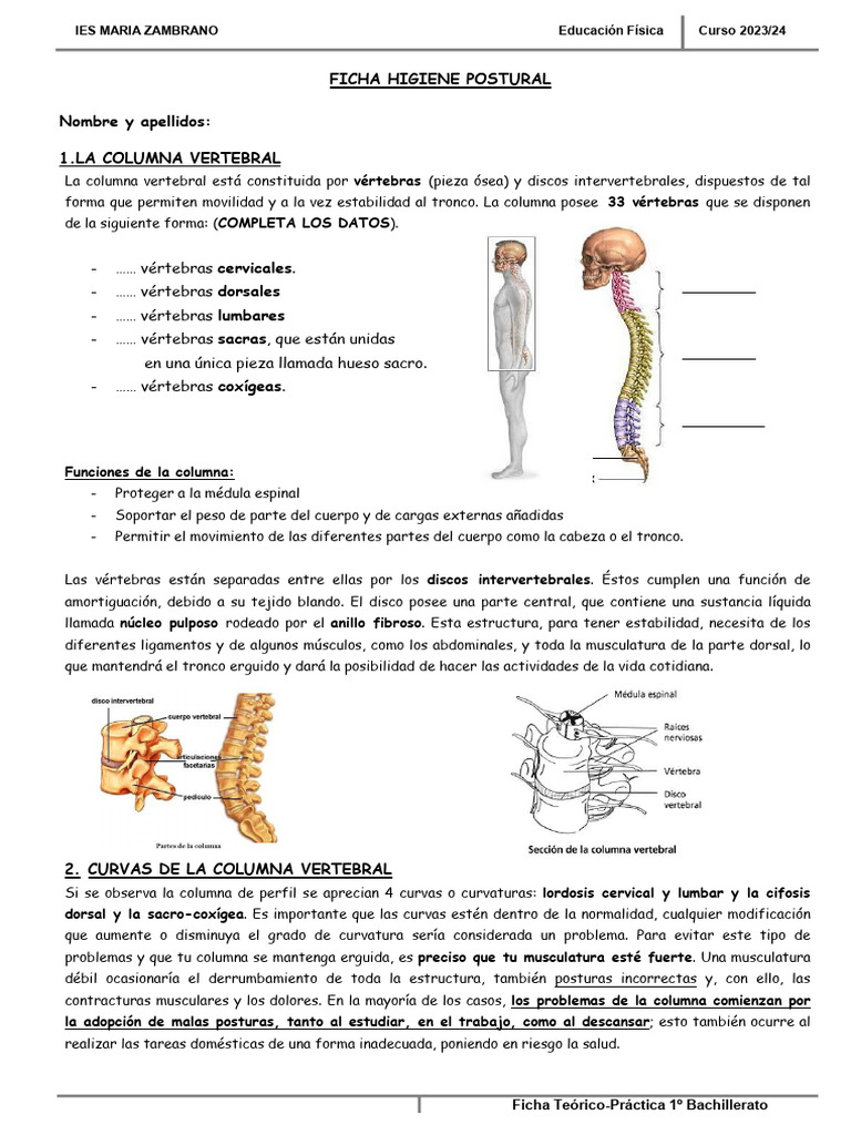 Higiene Postural en 1º Bachillerato | PDF | La columna vertebral ...