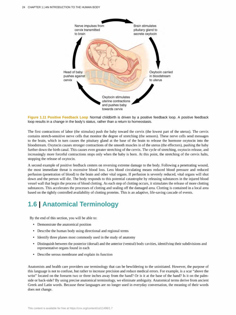 Anatomical Terminologies Pdf