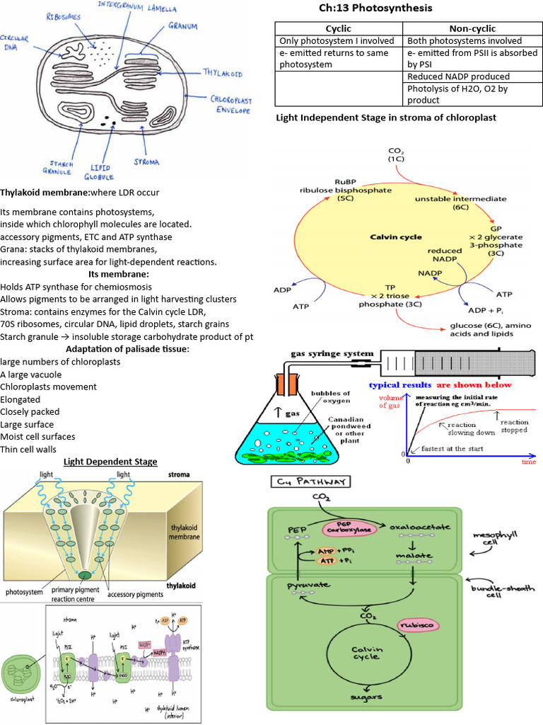 CH 12 Photosynthesis Crash Notes | PDF