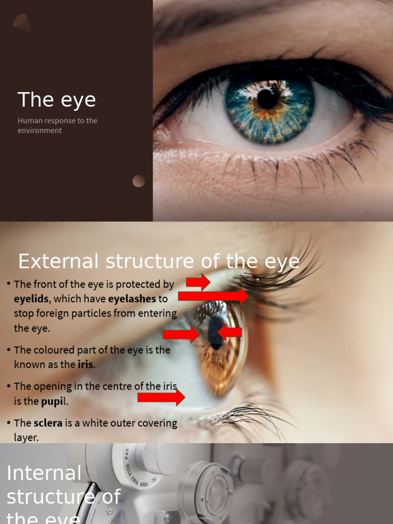 The Eye 2024 | PDF