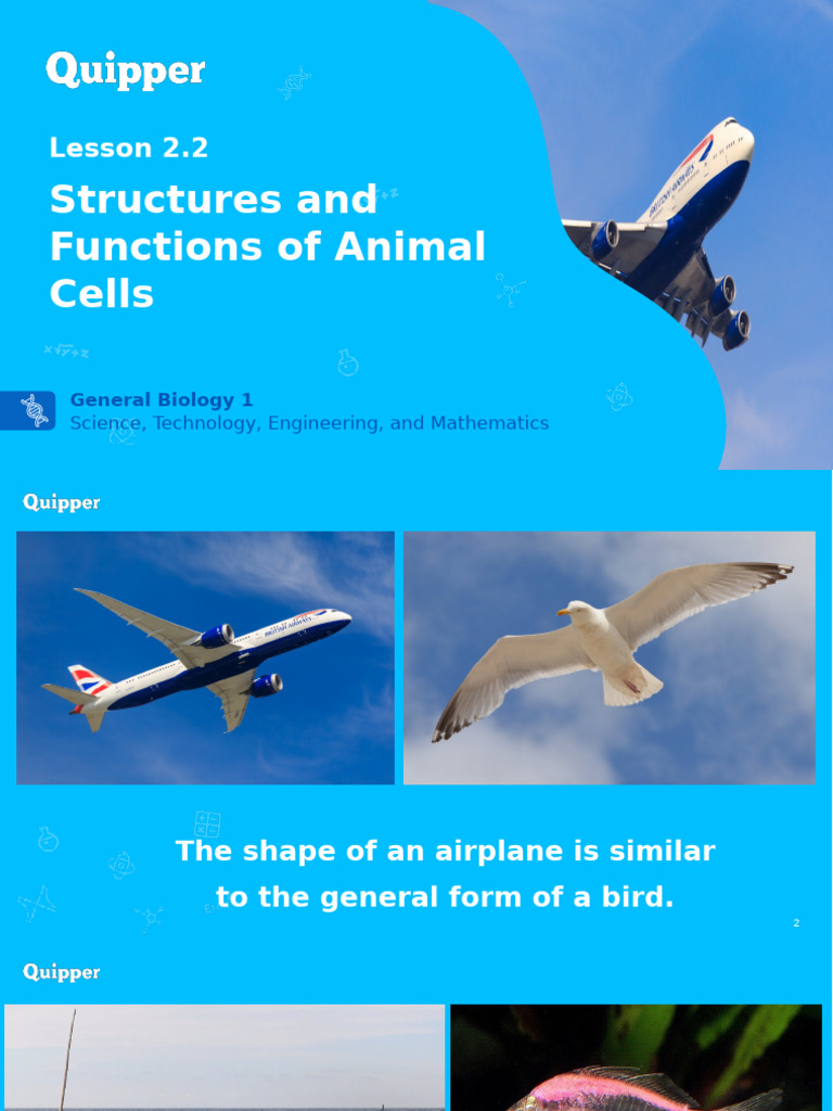 Structure and Function of Animal Cell | PDF