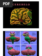 Aula cerebelo