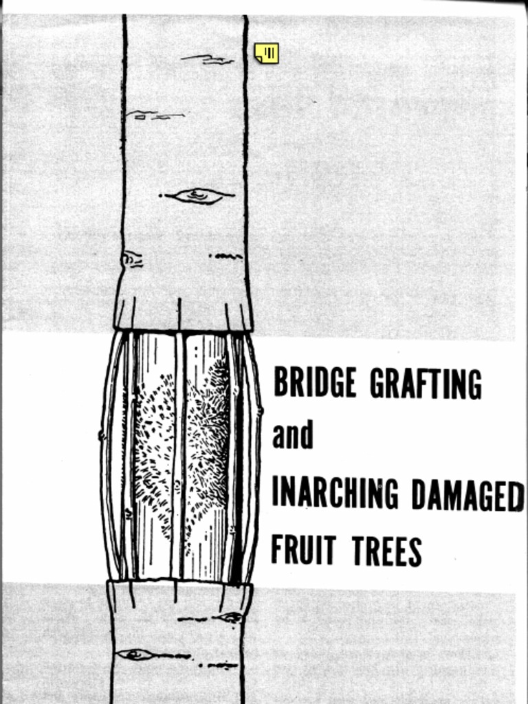 Bridge Grafting and Inarching Damaged Fruit Trees | PDF | Grafting | Trees