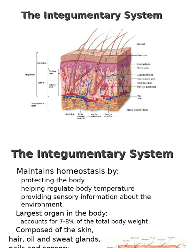Student 6 - Integumentary System (Fall 2018) | PDF