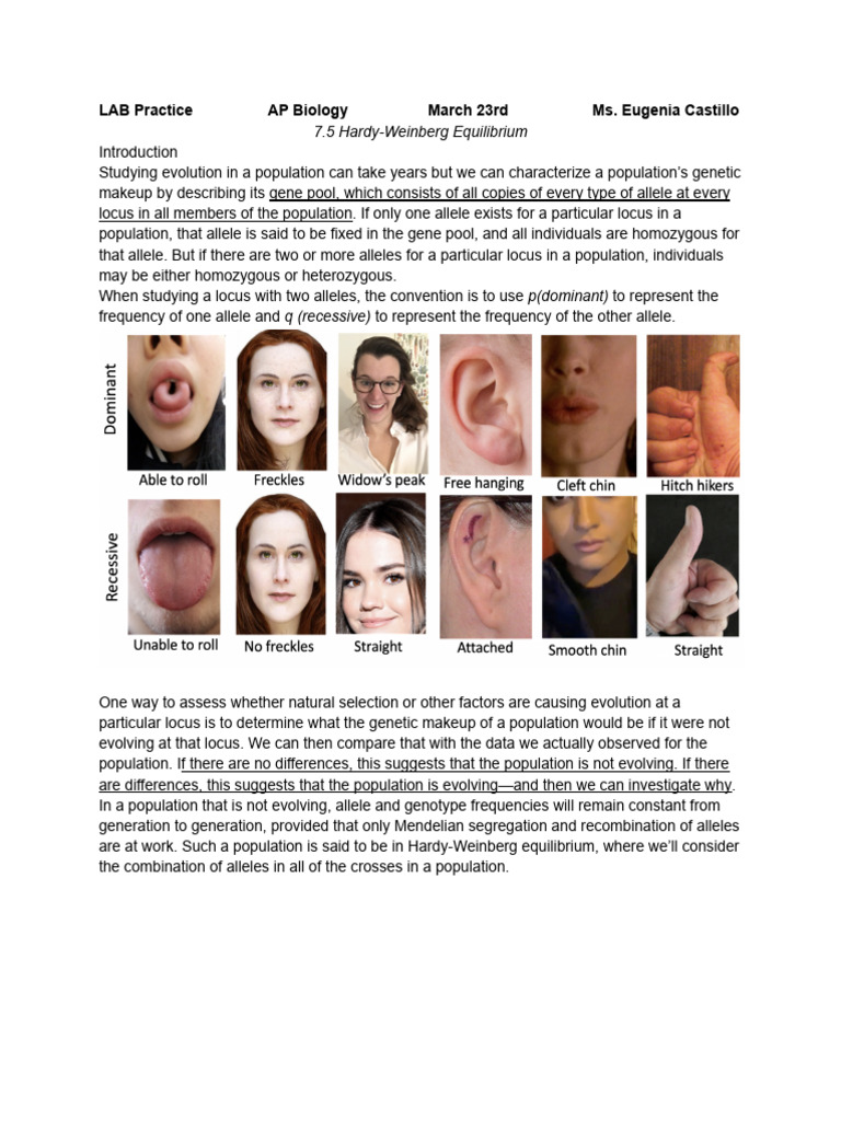 7.5 Hardy Weinberg Equilibrium LAB Practice | PDF