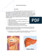 Anatomía Del Hígado