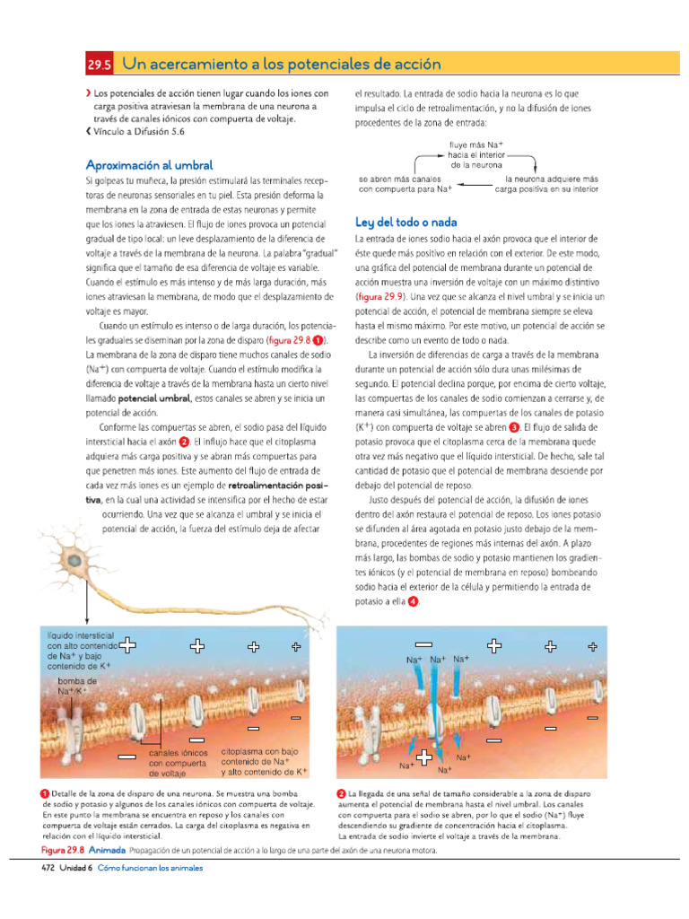 Potencial de Acción (Impulso Nervioso) y Sinapsis Química | PDF