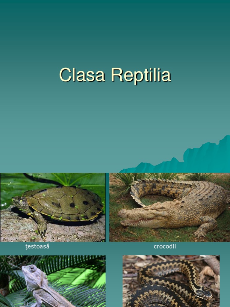 Reptile | PDF