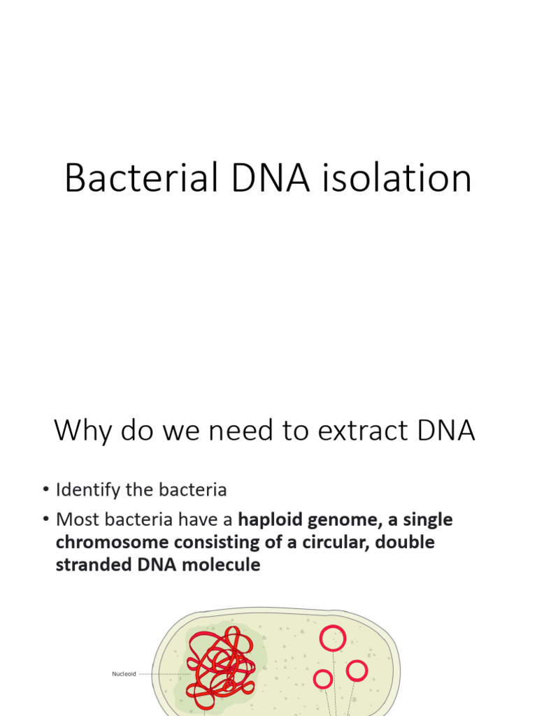 Bacterial DNA Isolation | PDF
